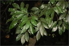 Reinwardtiodendron anamalaiense